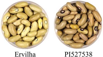 QTL Mapping of Seed Quality Traits Including Cooking Time, Flavor, and Texture in a Yellow Dry Bean (Phaseolus vulgaris L.) Population